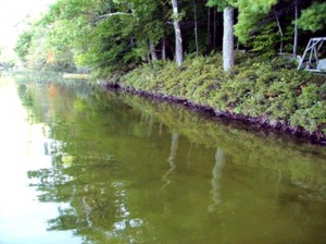 Granger Pond Algae Bloom 2