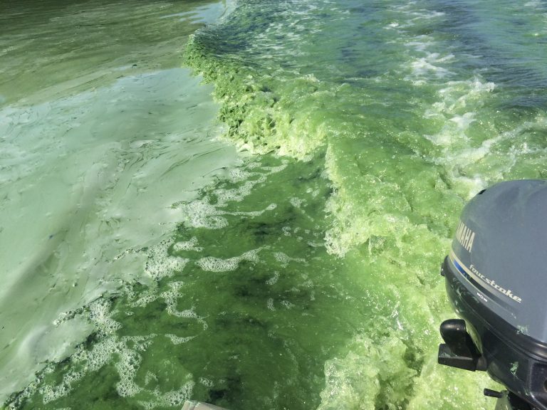 Maine Lakes Dangerous Algae Blooms?
