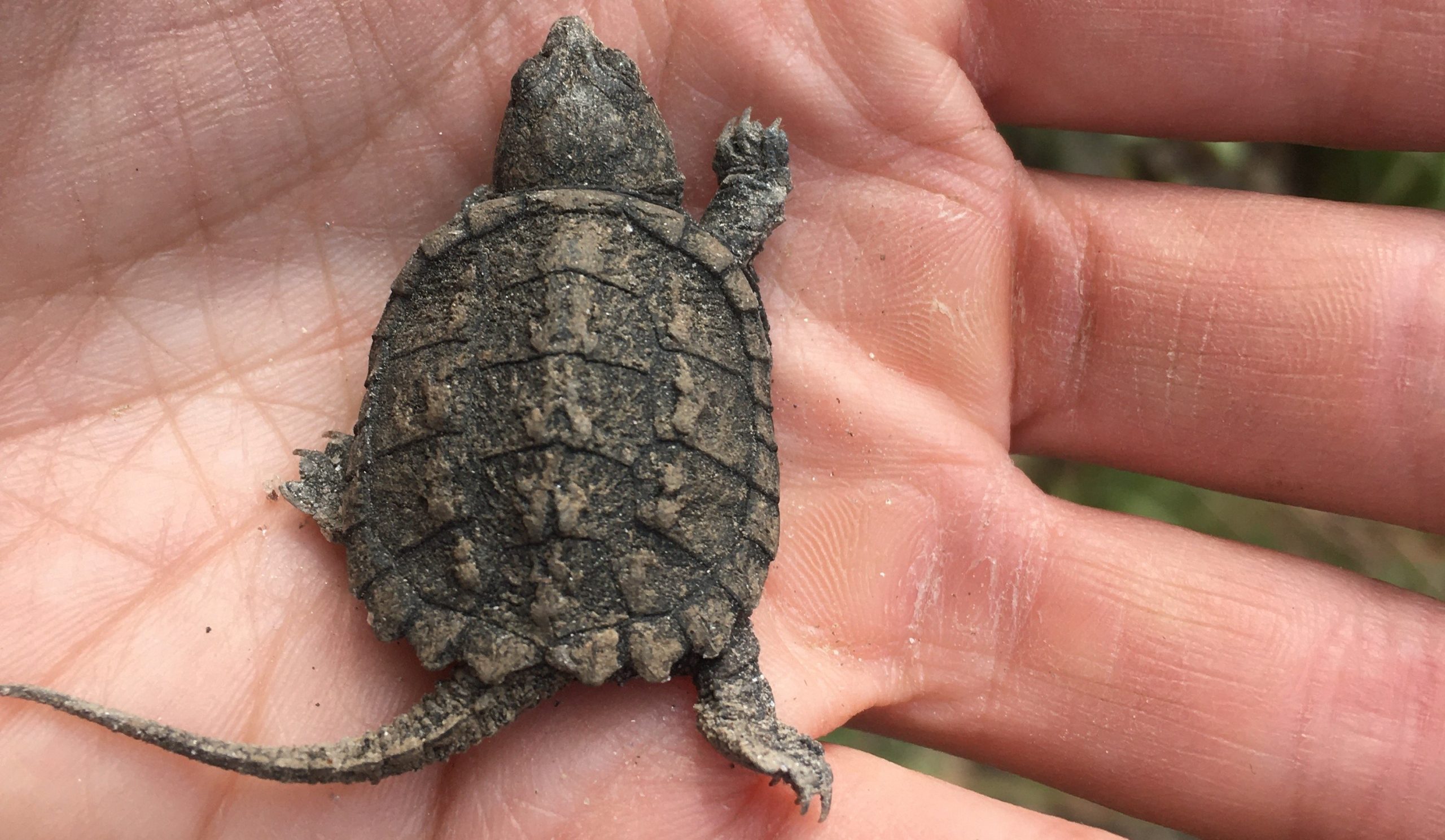 picture of baby turtle in pal m of someomes hand